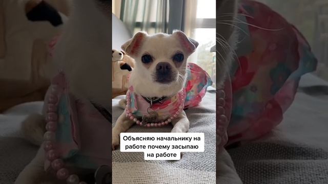 Почему все время хочется спать.#пэт_отдыхает #приколысживотными #пэт #чихуахуа смотреть онлайн