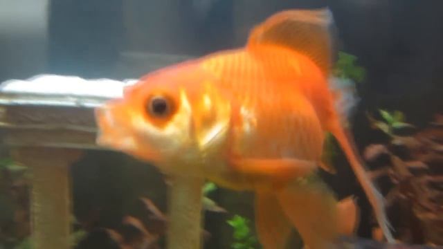 Золотая рыбка. Отличие самца от самки. Ухаживание. смотреть онлайн
