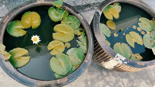 ? Белая лилия (кувшинка) для содержания в дачном пруду - большом и маленьком! смотреть онлайн