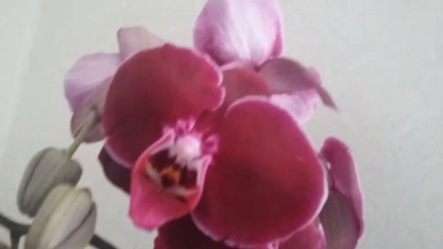 Секрет синей орхидеи.Орхидея белая превращается в голубую. (часть вторая). смотреть онлайн