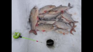 март 2019 весенняя рыбалка на Ямале.За крупной сорогой и язем .