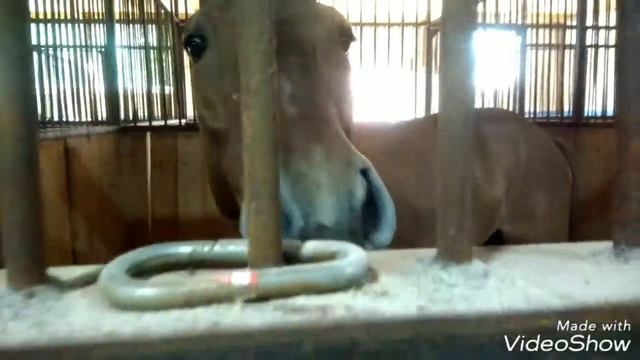 Типичный Чики. Лошади. Татарская порода лошадей. смотреть онлайн