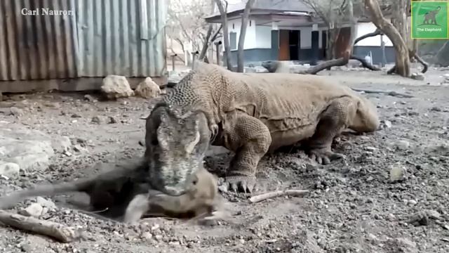 45 Moments Horrible Attacks Of Giant Pythons - Pythons vs Tigers, Leopards, Crocodiles смотреть онлайн