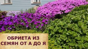 ОБРИЕТА ИЗ СЕМЯН ОТ А ДО Я.