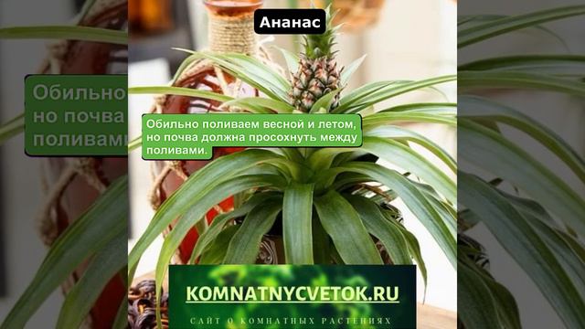 Ананас смотреть онлайн