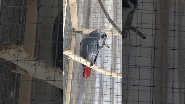 Говорящий попугай жако Моняшка научилась гавкать, как Собака смотреть онлайн