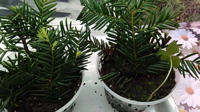 Черенки тиса остроконечного через месяц после посадки. смотреть онлайн