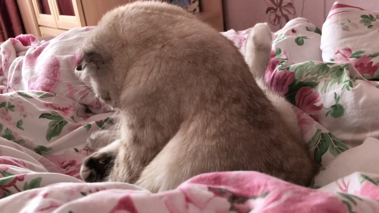 Влог из самоизоляции /апрель смотреть онлайн