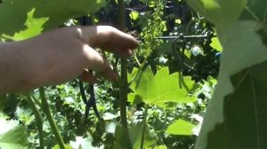 Виноград.  Работы перед цветением