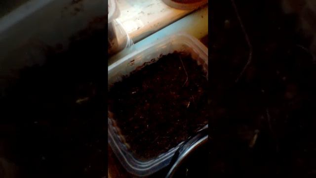 Рассада взошла. смотреть онлайн
