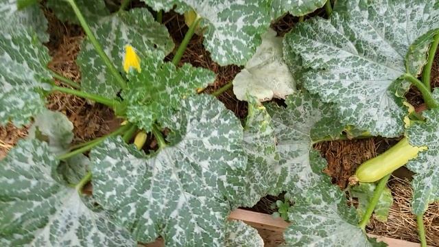 Қызанаққа бор қышқылын(борная кислота ) шашамыз. 22.06.22ж. смотреть онлайн