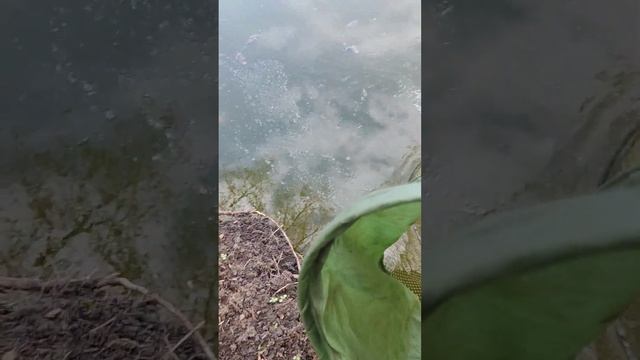 Кормлю кошку карасями, на рыбалке! ??? смотреть онлайн