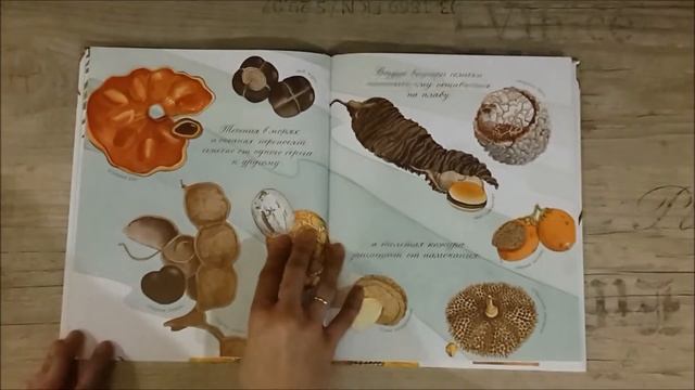 Листаем книгу "Что снится семечку?" Дианна Астон. МИФ. смотреть онлайн