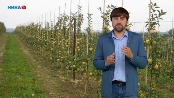 «Про цвет» Плодовый урожай красиво