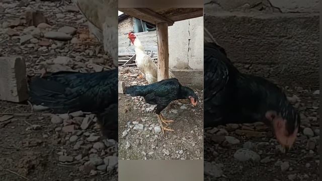 Белый, О Шамо Бишкеке, Калуга бойцовые Германия. смотреть онлайн