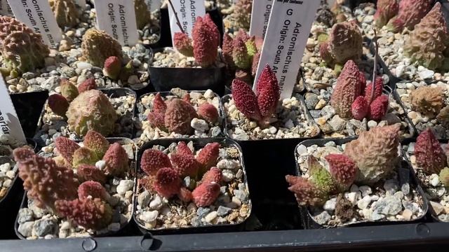 Adromischus marianiae смотреть онлайн