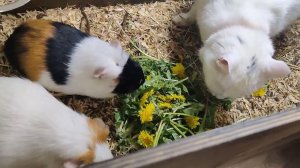 10 лет каналу жизнь инвалида, спасибо что вы со мной!