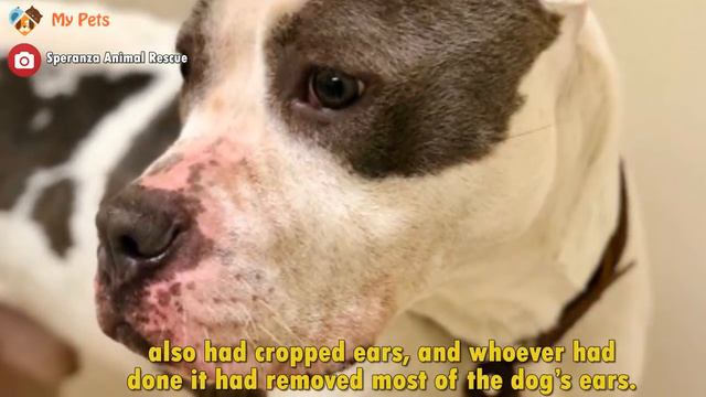 Scared pit-bull abandoned parking lot is so grateful to the new friend Who saved him смотреть онлайн