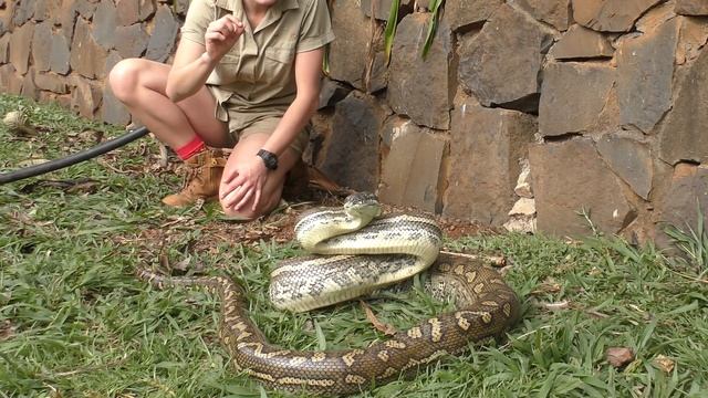 Monster Coastal Carpet python!- The Wildlife Twins смотреть онлайн