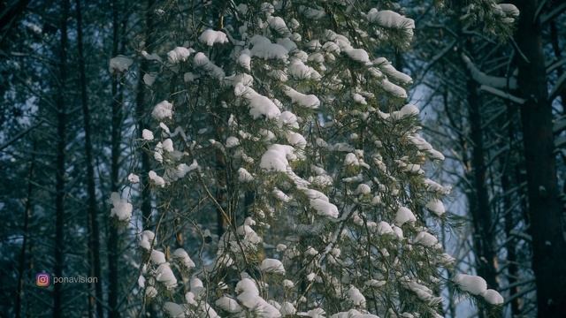ЗИМНИЙ ЛЕС. СМОЛЕНСК. КРАСНЫЙ БОР 4K Relax смотреть онлайн