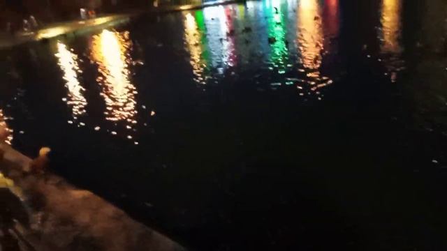 Красные утки (огари) крякают. Вечерняя съëмка. смотреть онлайн