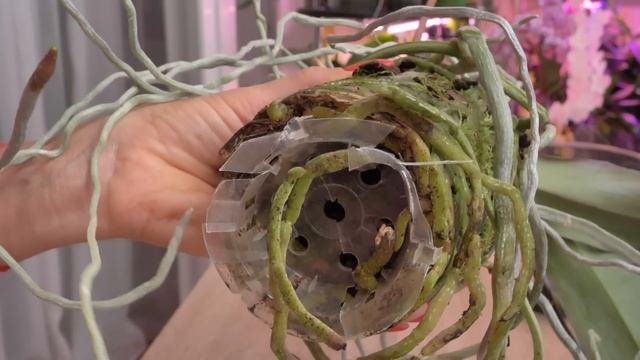 КАКИЕ КОРНИ! Трудоёмкая пересадка ШИКАРНОГО Бига.