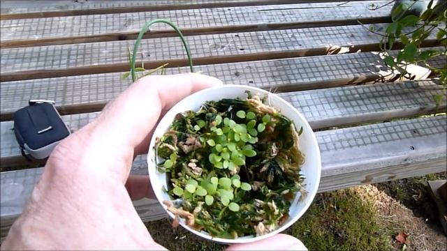 A Visit with Dischidia pectinoides смотреть онлайн