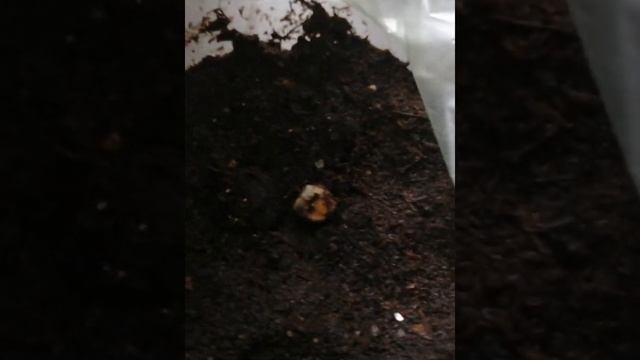 Выращивание нолины из семян.Часть 2.Что же выросло из семян? смотреть онлайн