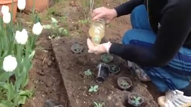 Высадка Эустомы 2020 смотреть онлайн