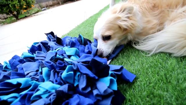 THIS DOG TOY WILL KEEP ANY SIBERIAN HUSKY MENTALLY STIMULATED (SNIFFY DIGGY MAT) смотреть онлайн