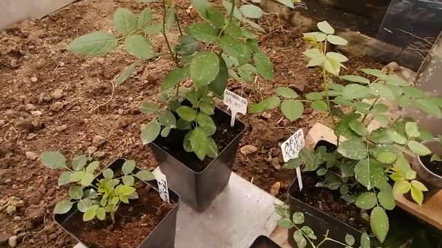В теплице. Розочки из черенков. Фуксии. Грушепад. смотреть онлайн