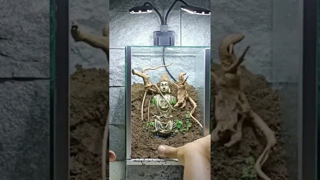 forgotten light #shorts #best #terrarium #viral смотреть онлайн
