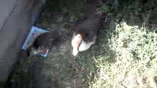 Волшебные добрые утята смотреть онлайн