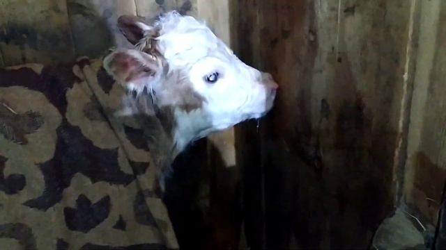 Пополнение, отел коровы, первые минуты новой жизни. Жизнь за городом. смотреть онлайн