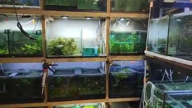 Подмены, продажи, икра, перемещение и другое... смотреть онлайн