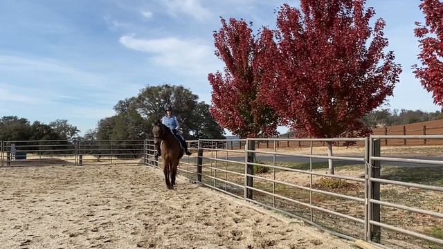 Brûlée: 15 Year old Registered Thoroughbred смотреть онлайн