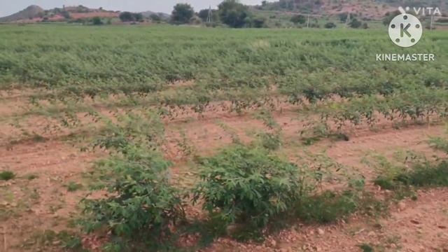 30 borewells available | Acre -6,50,000/- only || 600 Acres Agricultural Land sale Kurnool district смотреть онлайн