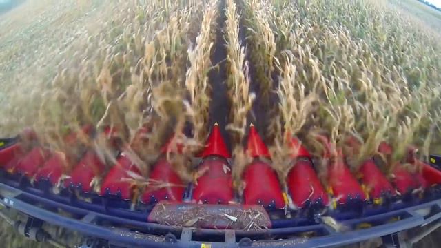 Уборка кукурузы комбайном TORUM 785