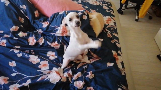 Мальтийская болонка, מלטז смотреть онлайн