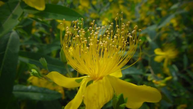 Hypericum monogynum смотреть онлайн