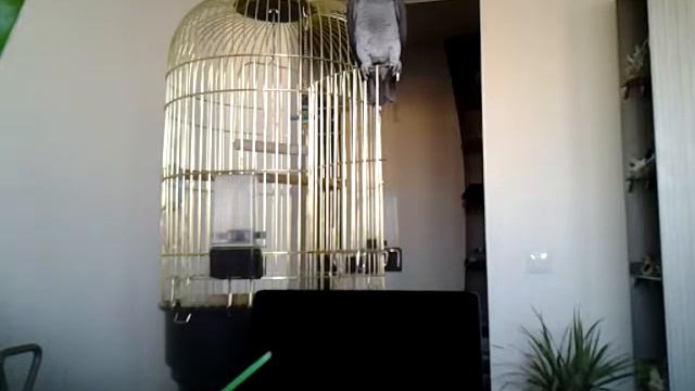 Жако Жора разговаривает