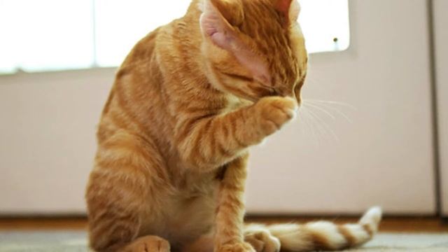 Как отучить кошку драть мебель? Вы будите удивлены, узнав эти способы смотреть онлайн