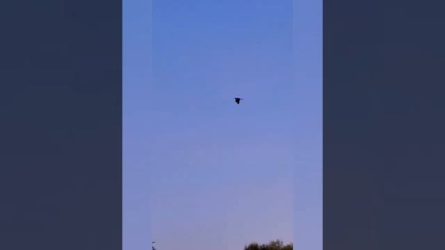 Цапля серая летела смотреть онлайн