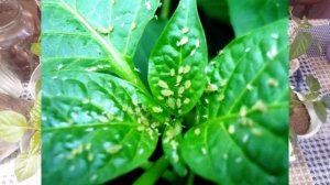 Почему скручиваются листья у рассады перца. Что делать?