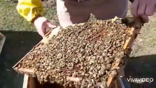 Весенние работы на пасеке #пасека#весна#пчелы#природа