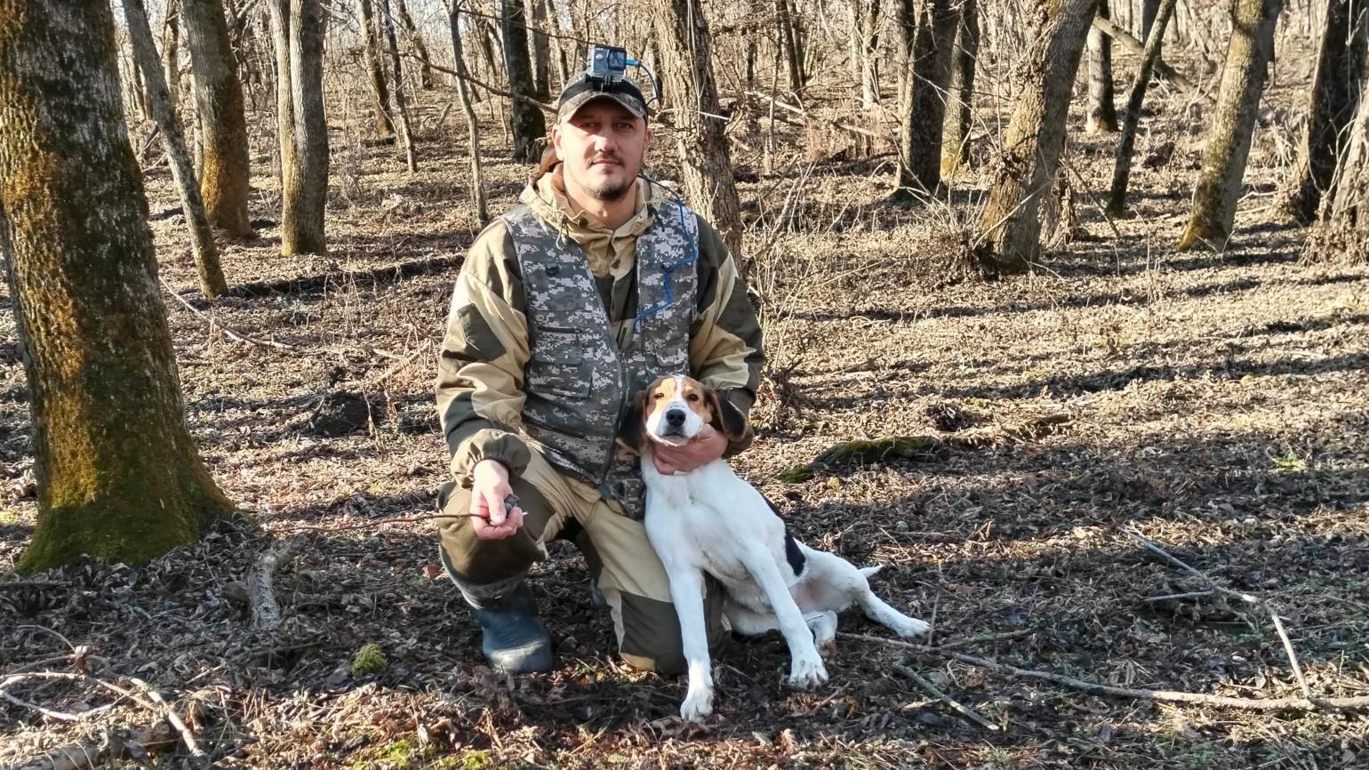Подготовка щенка Русской пегой гончей к охоте. Первый выход! смотреть онлайн