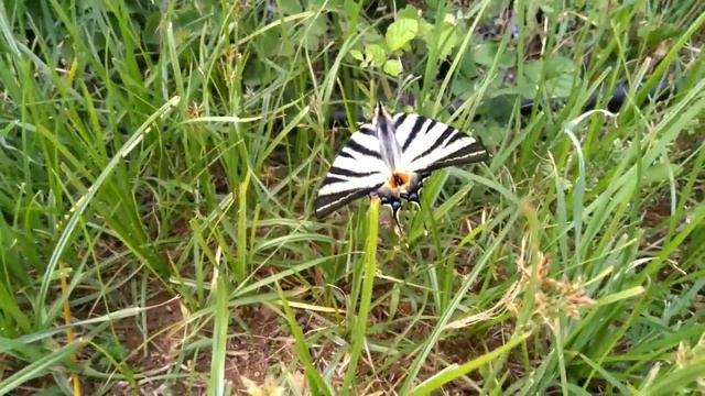Очень красивая бабочка в Греции смотреть онлайн