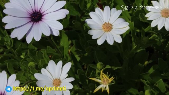 11 августа Калинов День. Что нельзя делать 11 АВГУСТА. Народные традиции и приметы смотреть онлайн