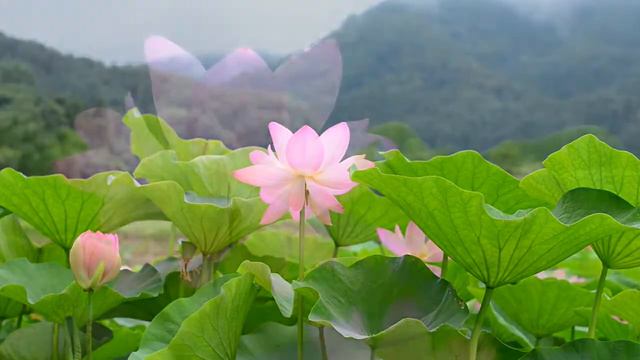 Фон для видеомонтажа Lotus Flower 14 Video Background HD смотреть онлайн