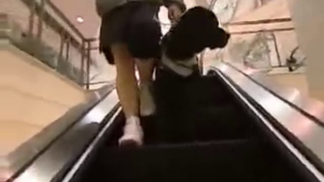Dogs of War смотреть онлайн